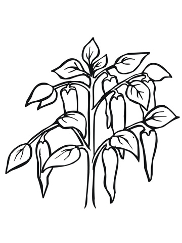 Chili Pepper Plant Coloring Page